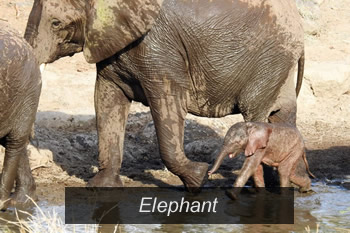 Kruger National Park Elephant